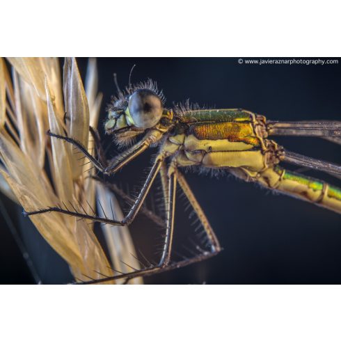 Meike MK-MT24 II rádiós makrovaku készlet Canon gépekhez